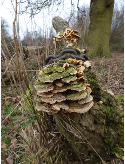 Distinctly zonated fruit bodies on oak in Epping Forest, UK.